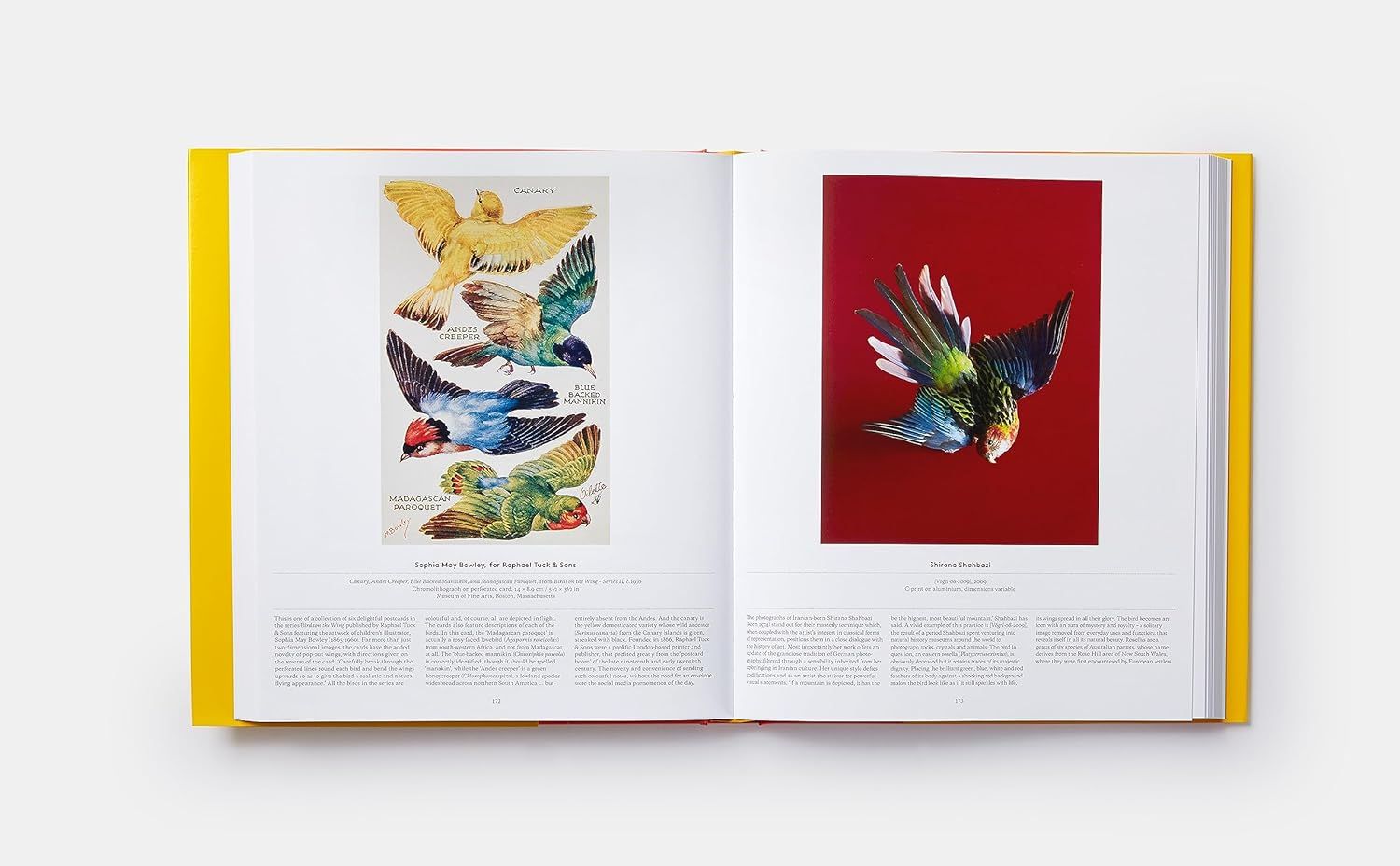 Bird: Exploring the Winged World
