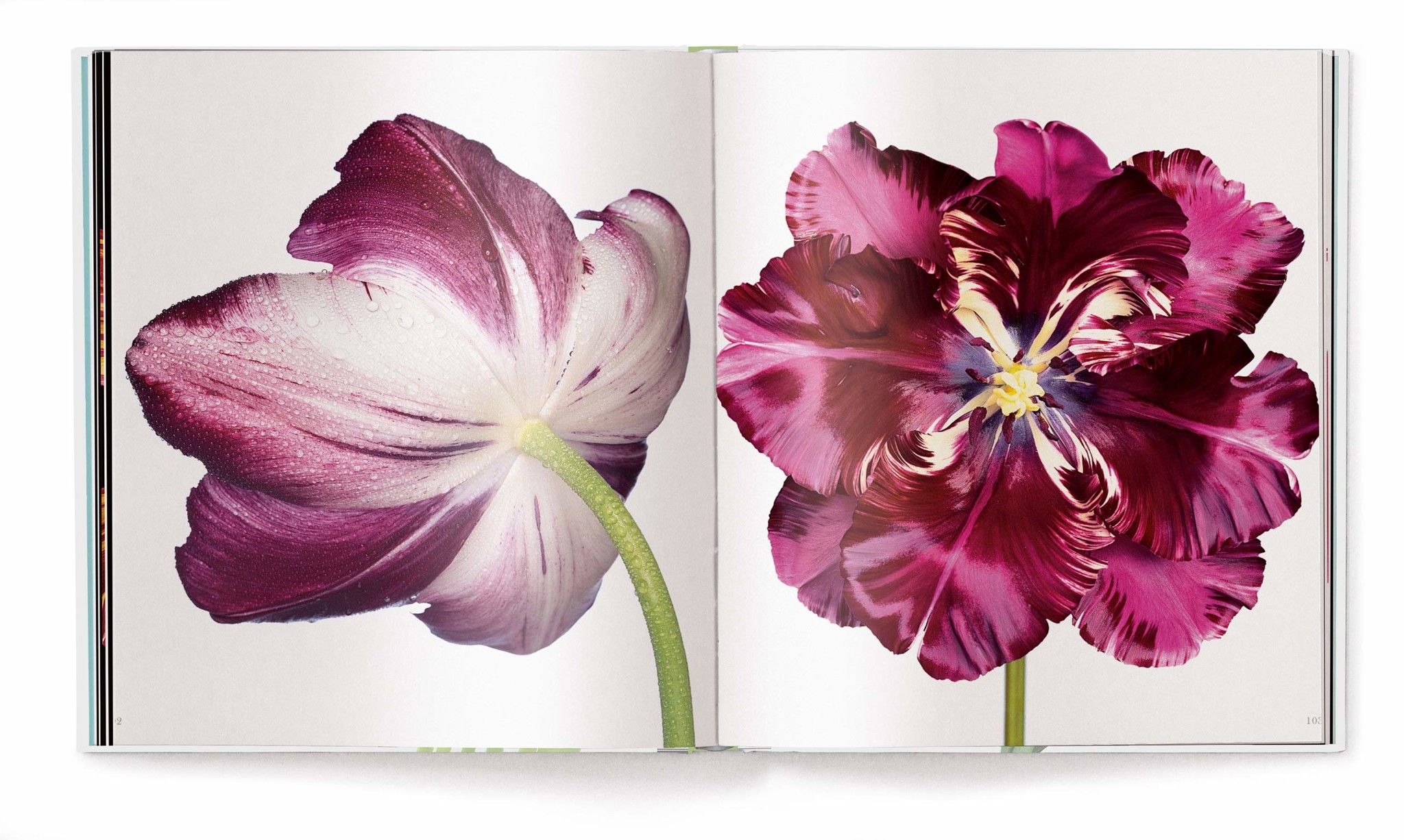 TULIPS
