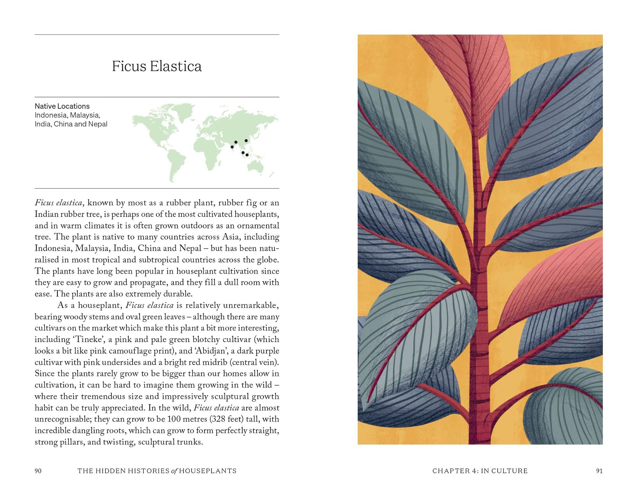 The Hidden Histories Of Houseplants: Fascinating Stories Of Our Most-Loved Houseplants_Maddie Bailey_9781784884055_Hardie Grant Books (UK)