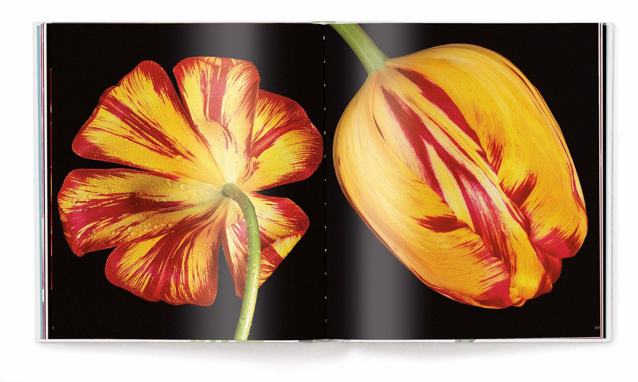 TULIPS
