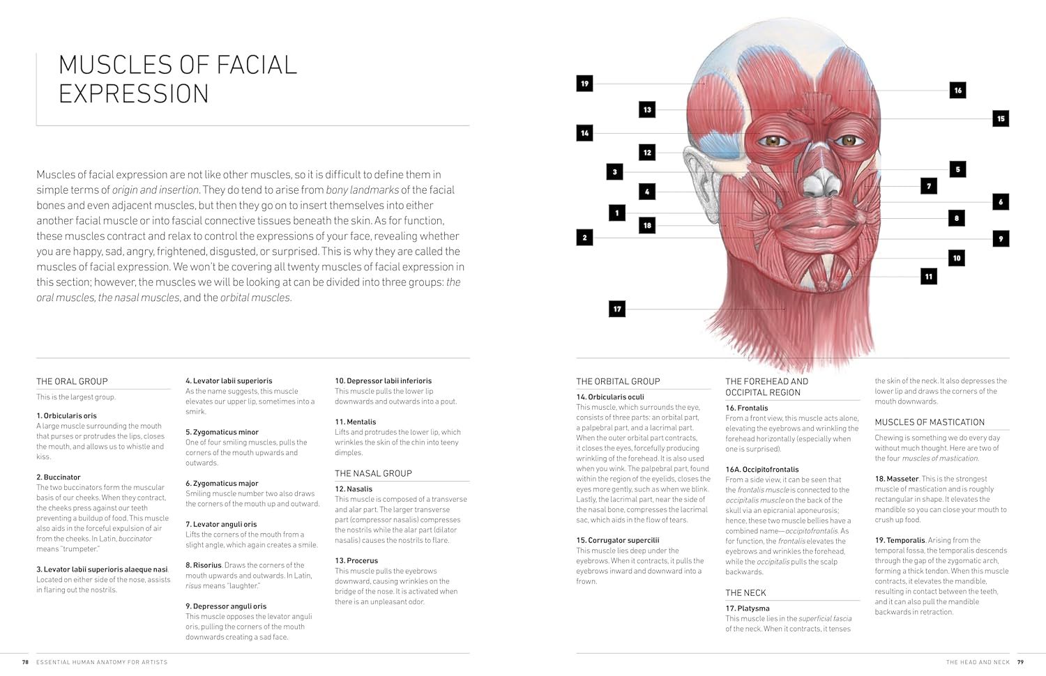 Essential Human Anatomy for Artists: A Complete Visual Guide to Drawing the Structures of the Living Form