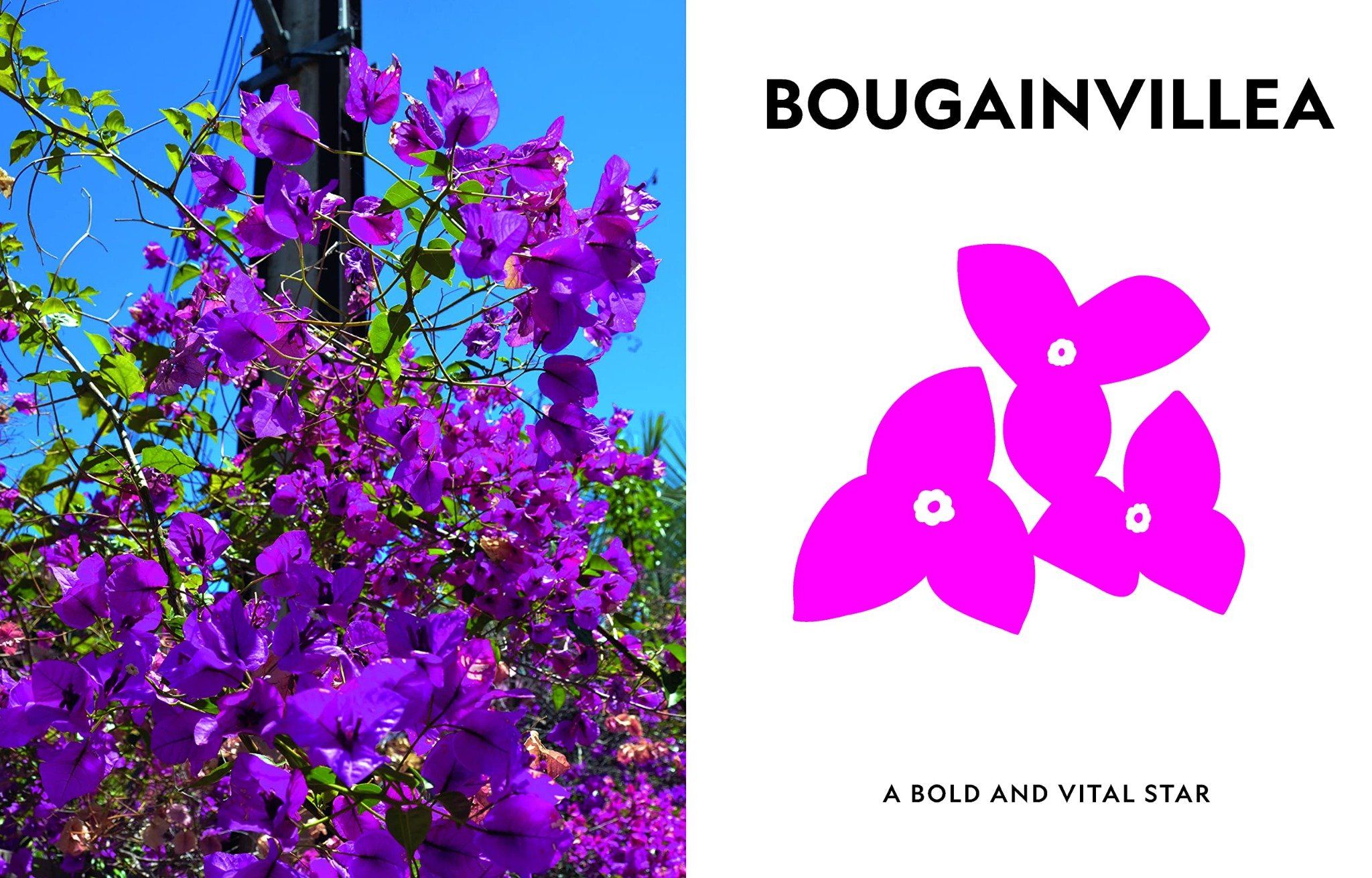 Super Bloom: A Field Guide To Flowers For Every Gardener