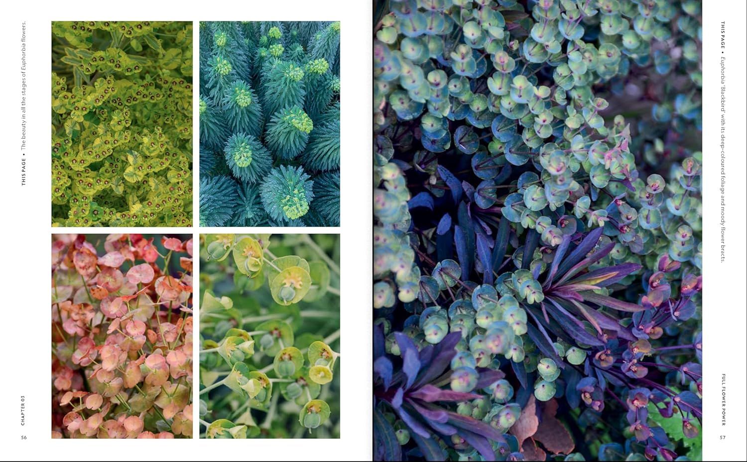 Super Bloom Handbook Maximum Flowers. Minimum Effort, The