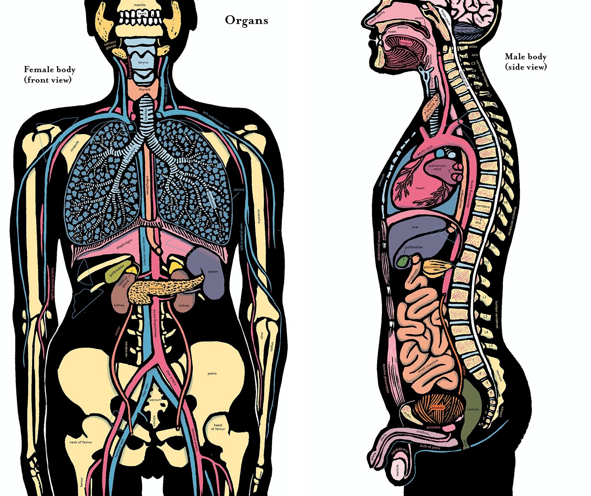 Inside the Body : An extraordinary layer-by-layer guide to human anatomy
