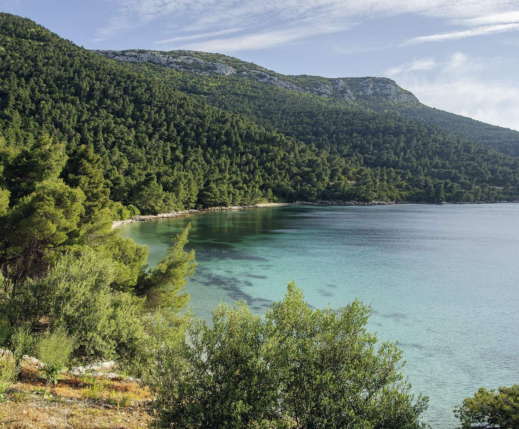 Forests in our World: How the Climate Affects Woodlands