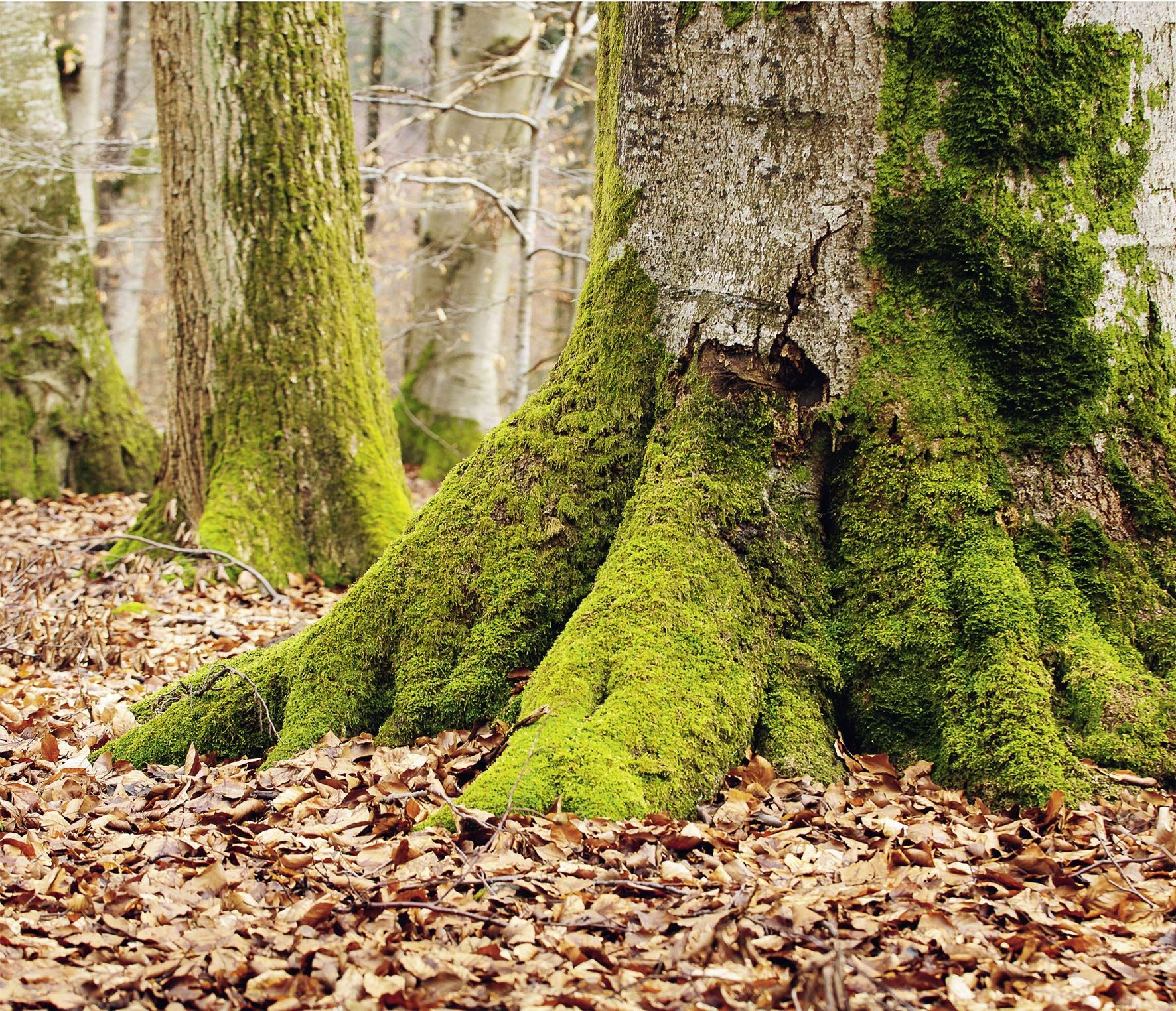 Forests in our World: How the Climate Affects Woodlands