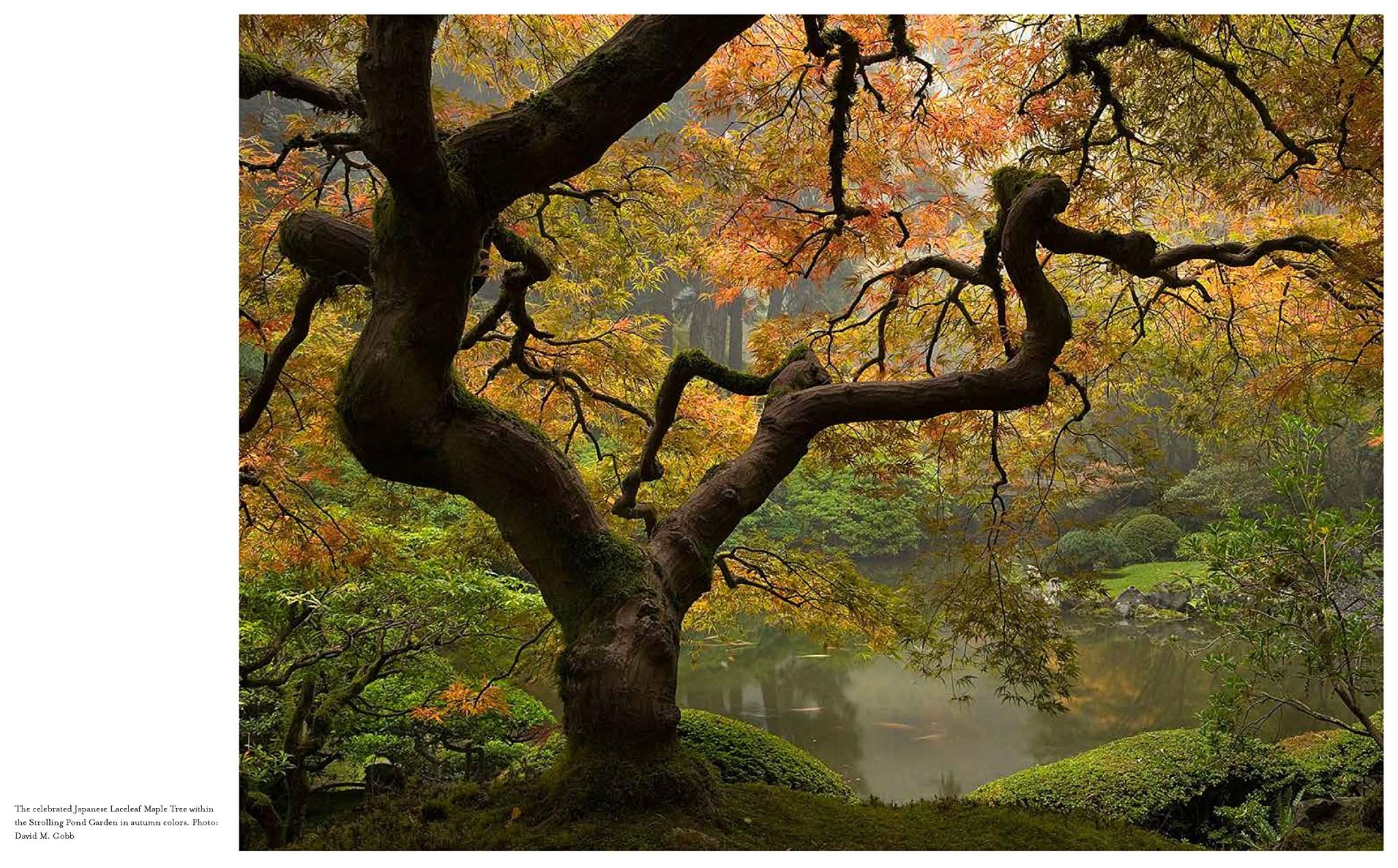 Kengo Kuma and the Portland Japanese Garden_Botond Bognár_9780847864669_Rizzoli International Publications