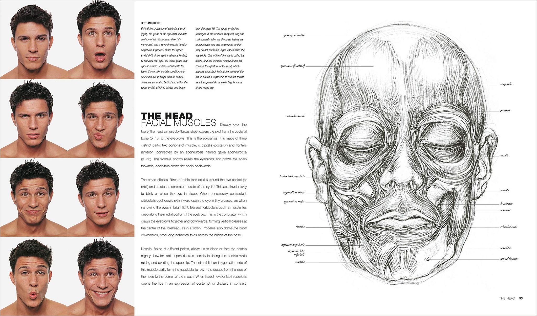 Anatomy for the Artist_Sarah Simblet_9780241426456_Dorling Kindersley Ltd