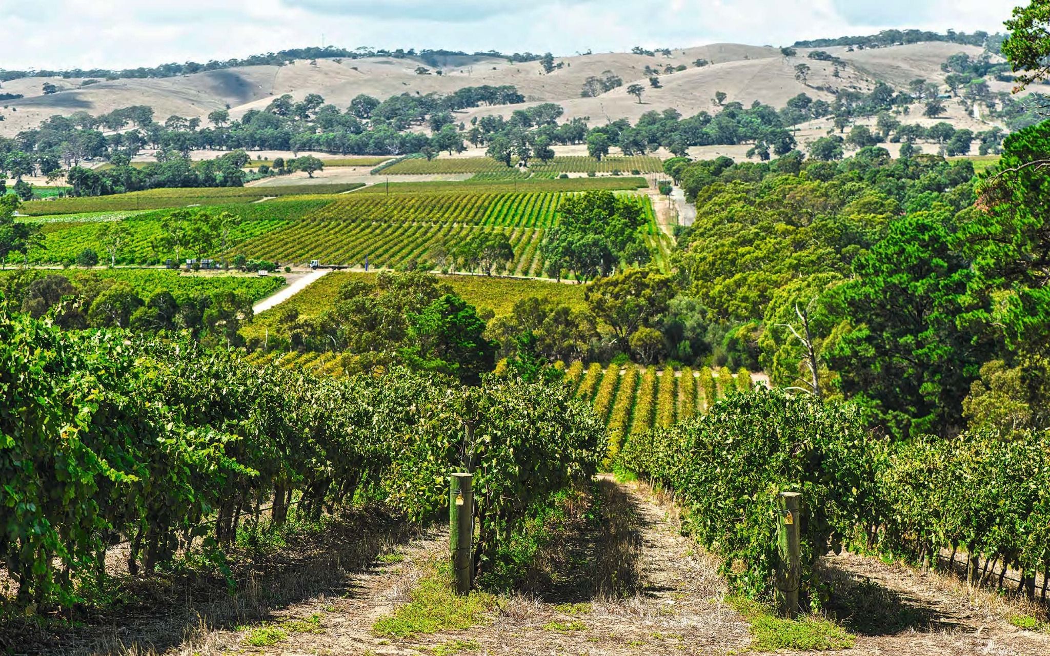 Through the Cellar Door_lison Weavers_9781864709117_Images Publishing Group Pty Ltd
