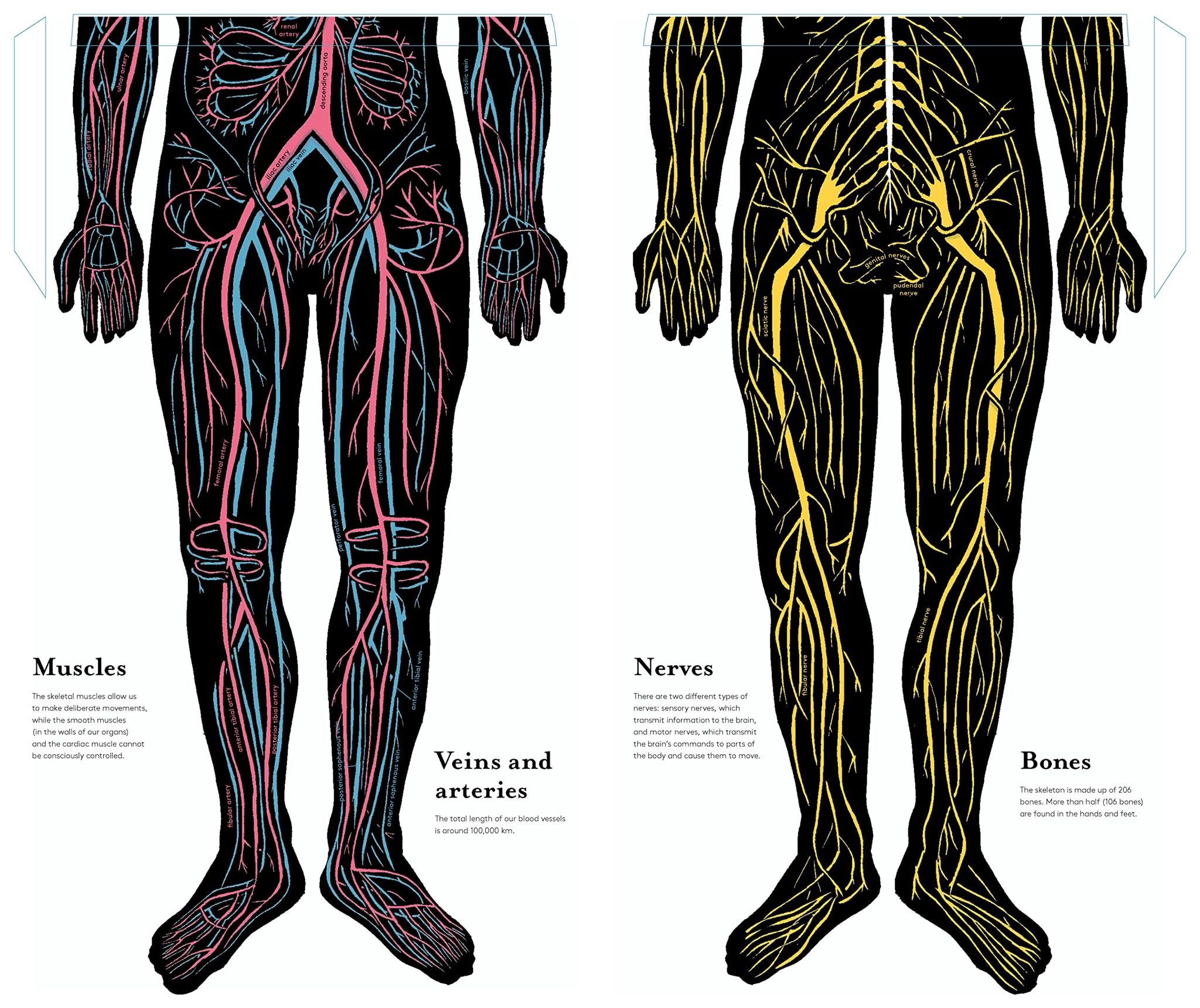 Inside the Body : An extraordinary layer-by-layer guide to human anatomy