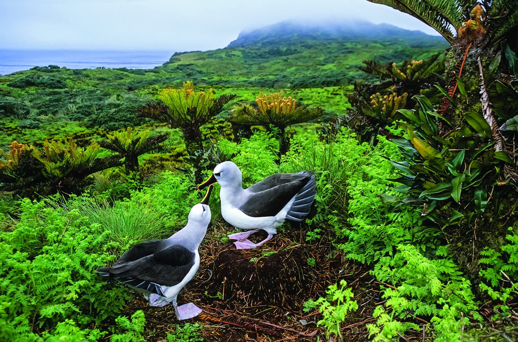 One of a Kind : The Unique World of Island Animals