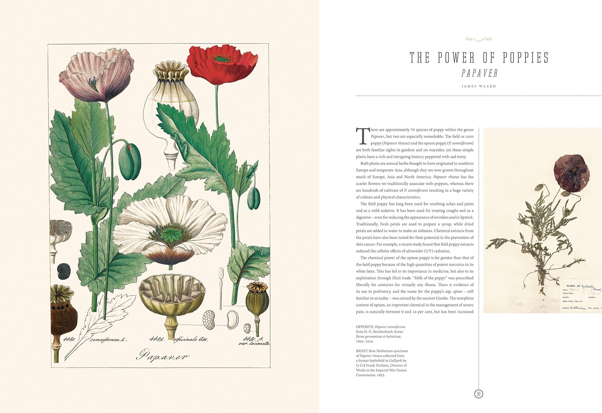 Kew - The Botanical Treasury