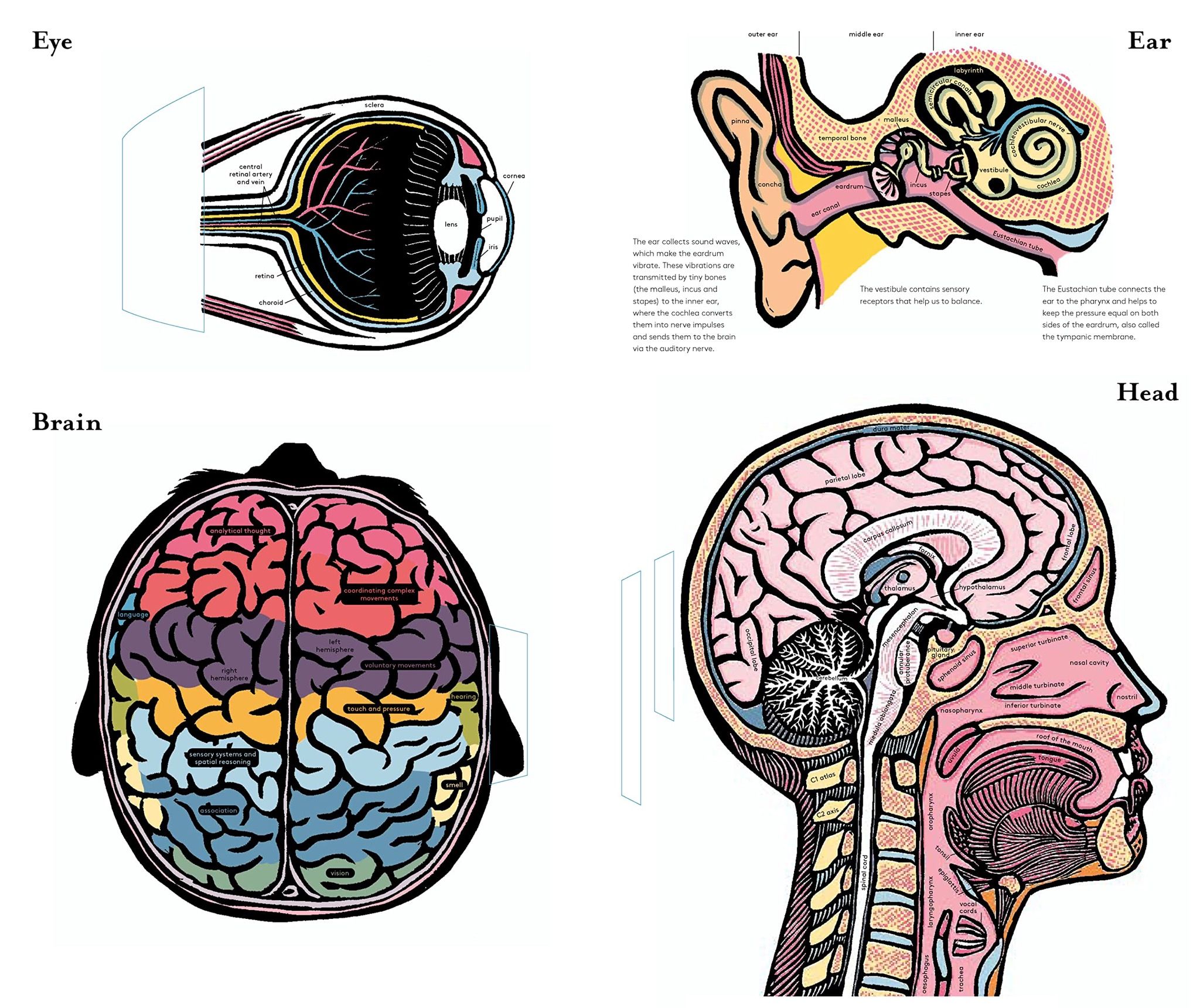 Inside the Body : An extraordinary layer-by-layer guide to human anatomy