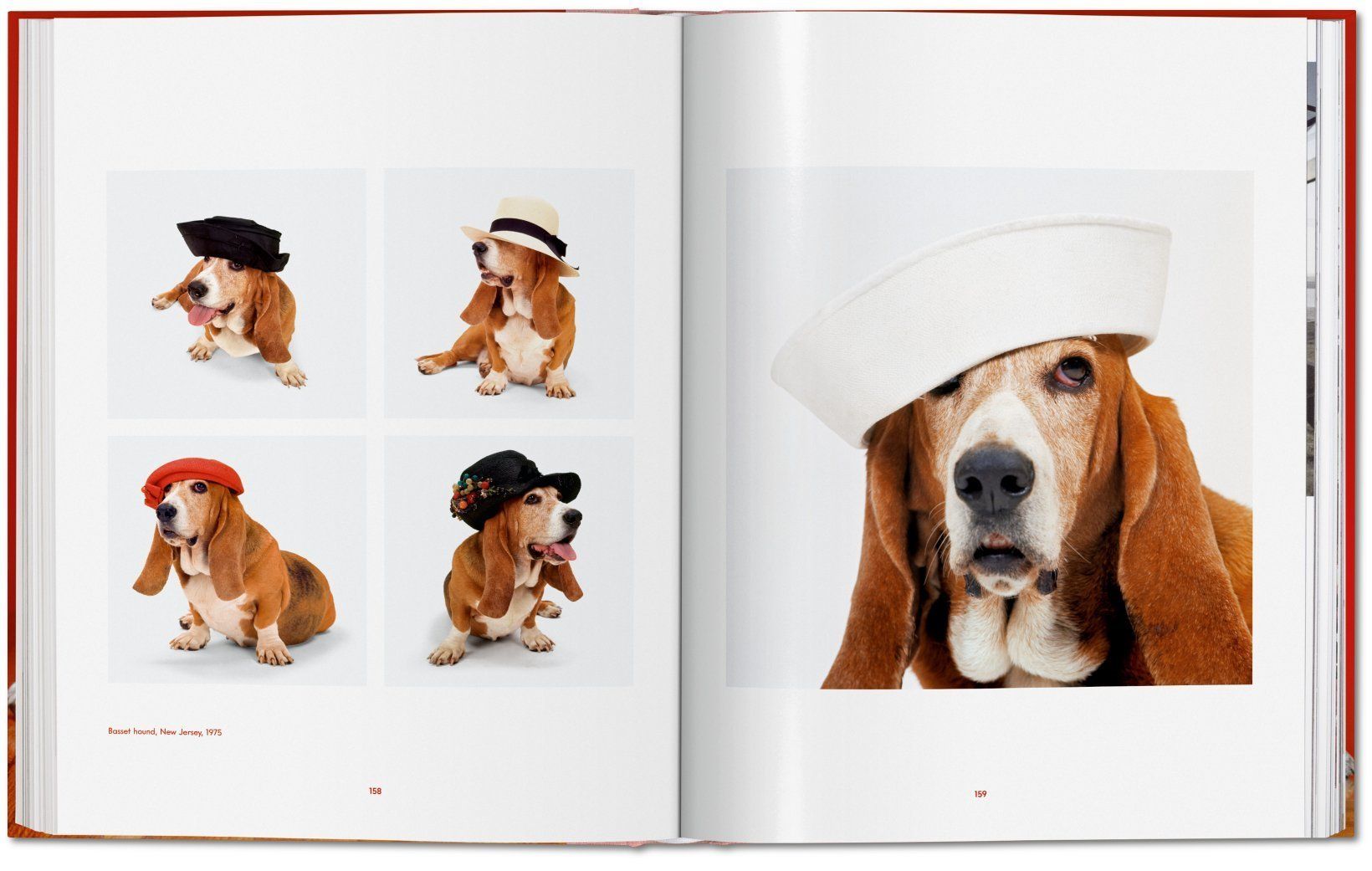 Dogs. Photographs 1941-1991_Walter Chandoha_9783836584296_Taschen GmbH
