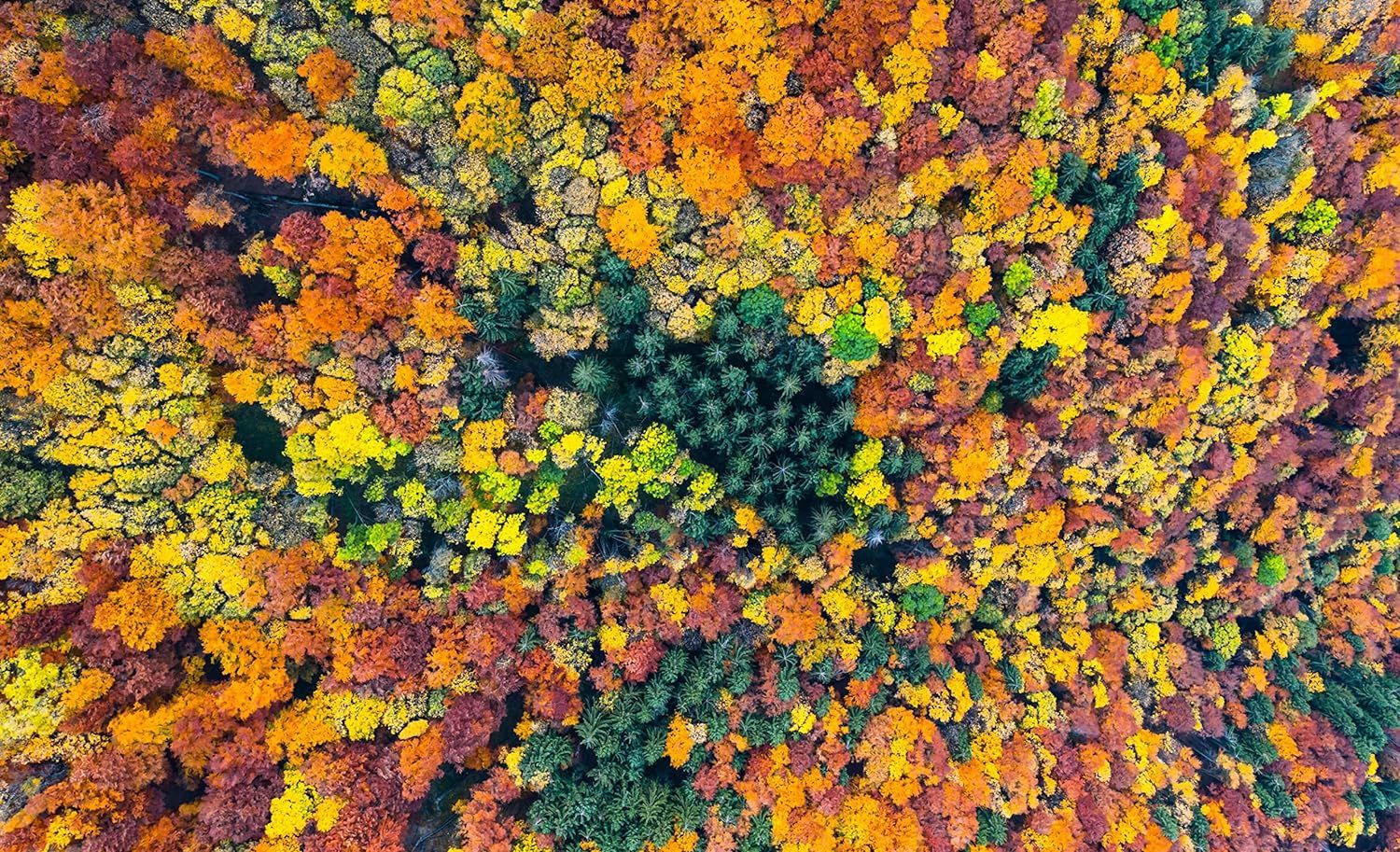 Trees: From Root to Leaf ? A Financial Times Book of the Year