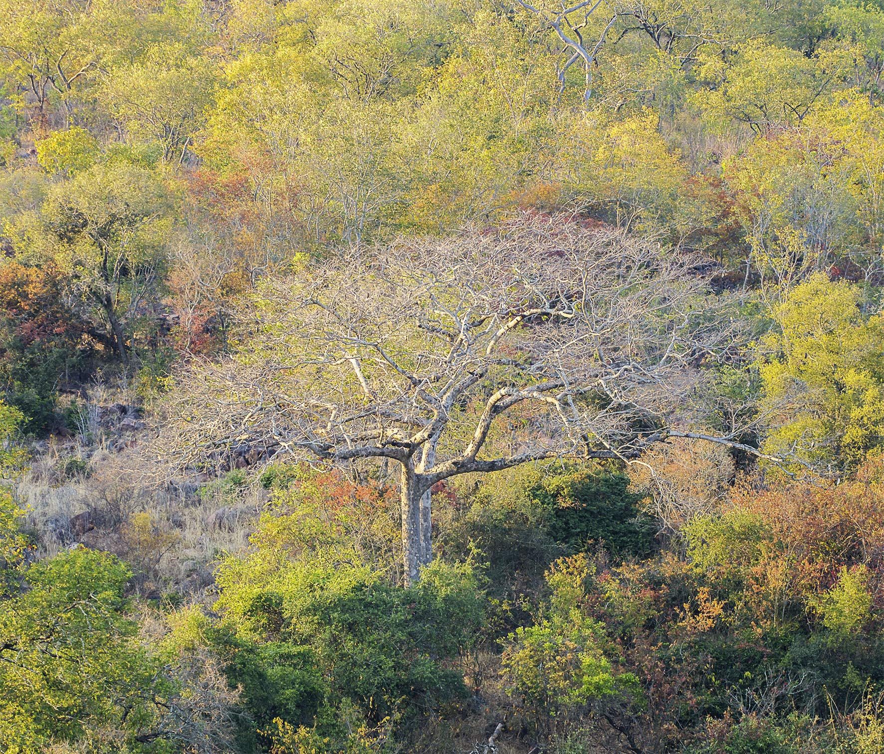 Forests in our World: How the Climate Affects Woodlands