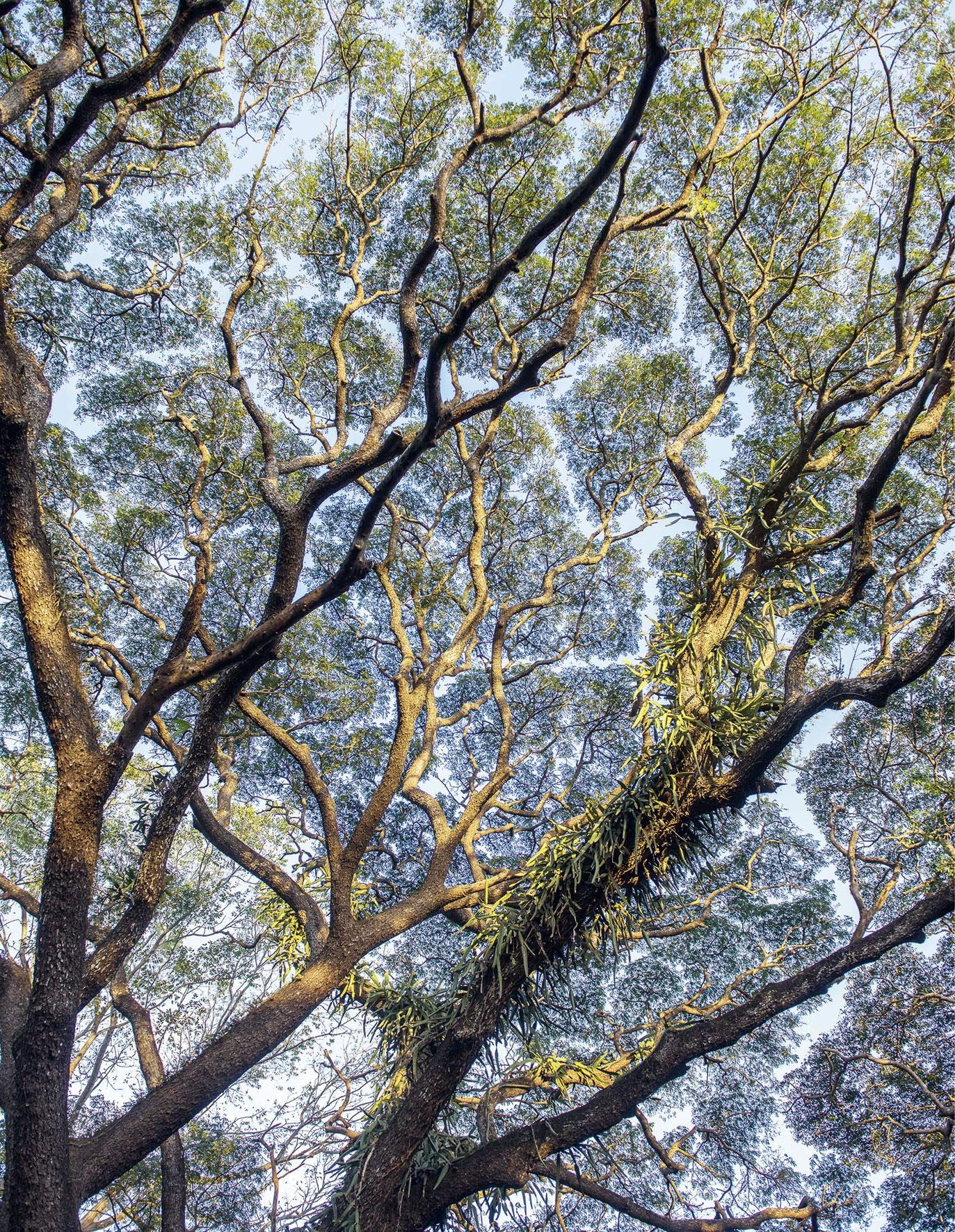 Forests in our World: How the Climate Affects Woodlands