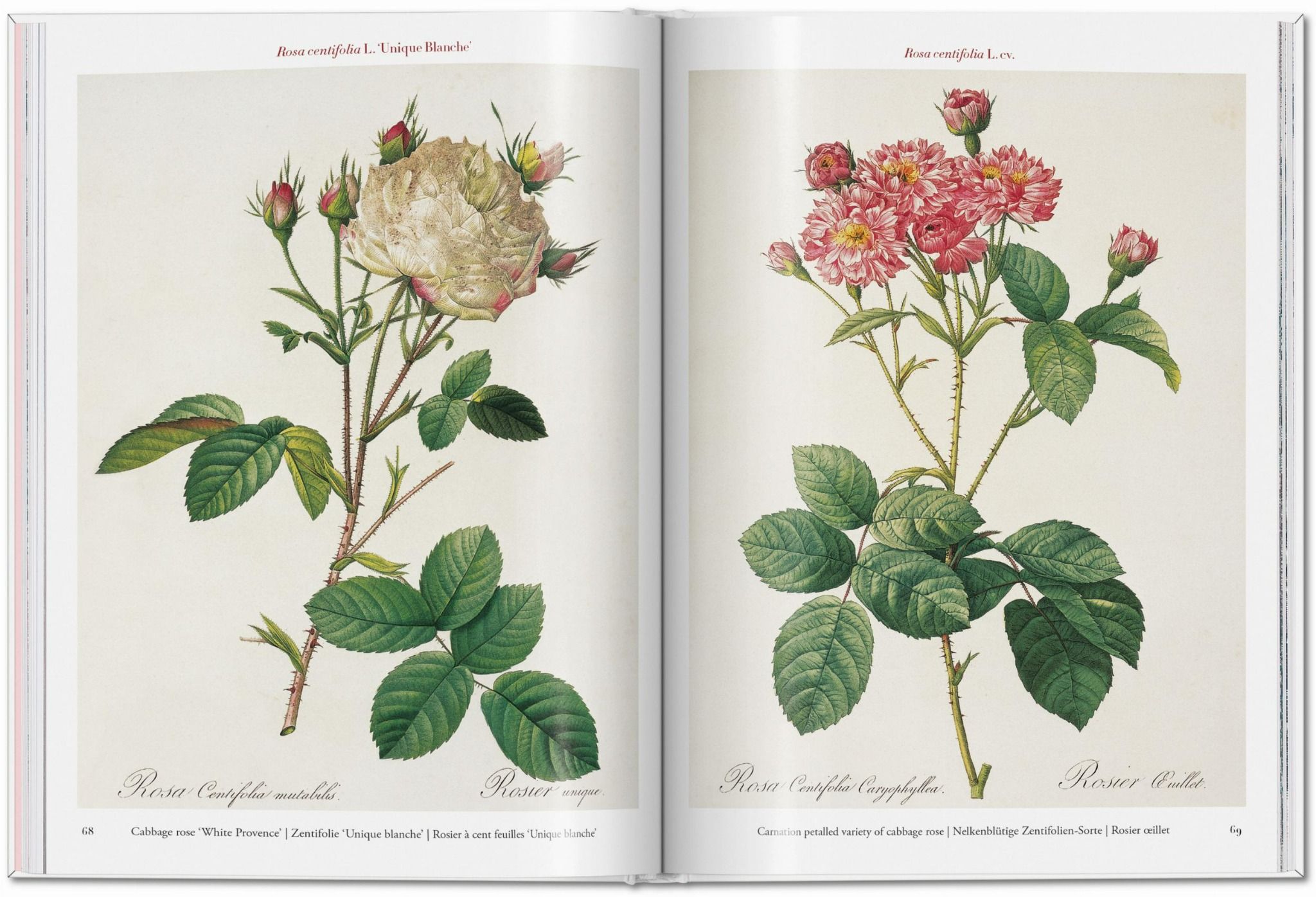 Redouté. Roses