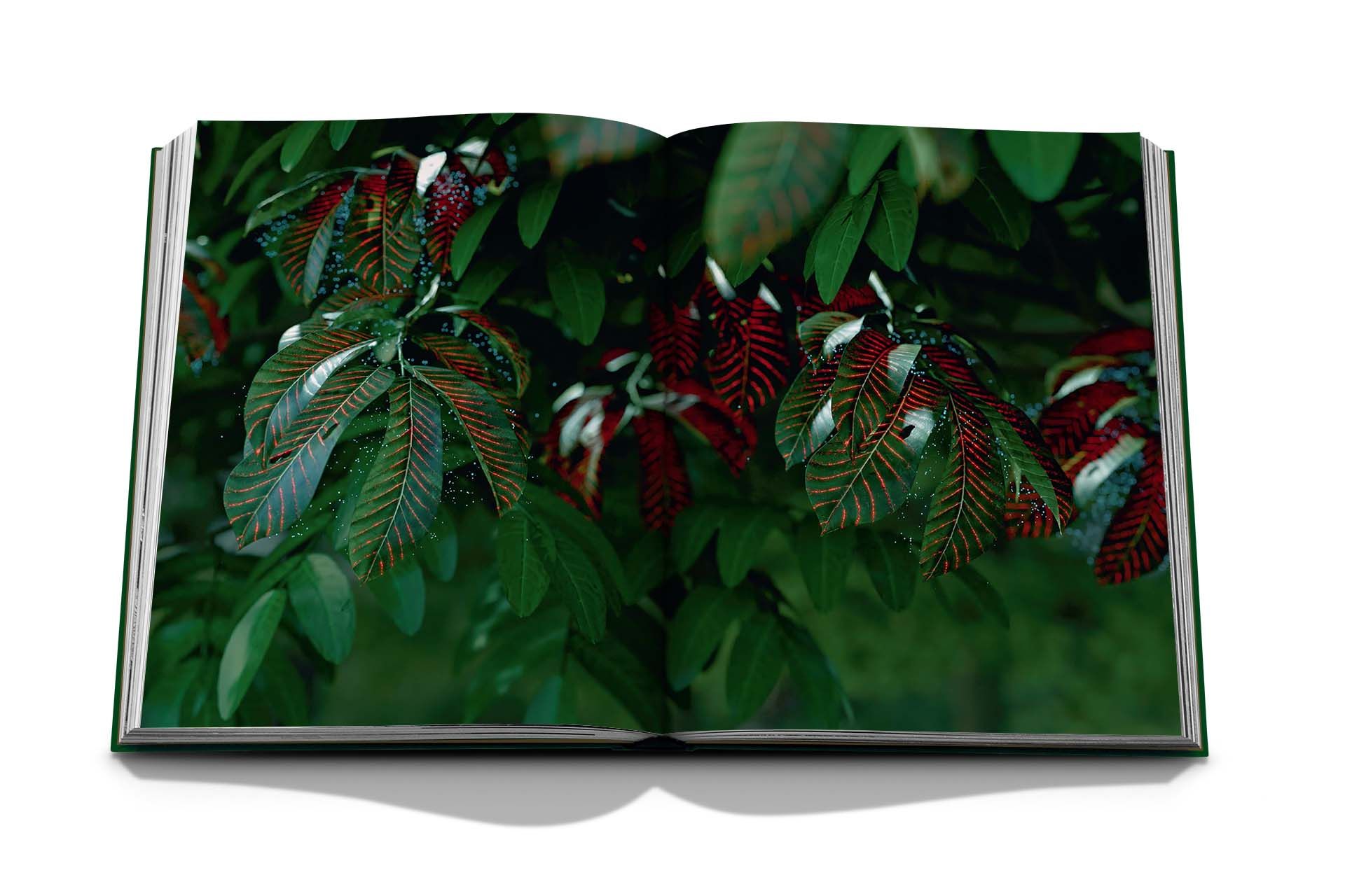 Dubai Expo: Terra_Dr. Federica Busa_9781649800251_Assouline Publishing Inc
