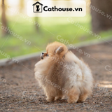  Chó Phốc Sóc ( Pomeranian ) Màu Orange - CPS011 