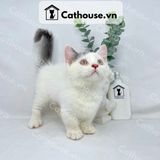  Mèo Munchkin Bicolor - ALN1781 