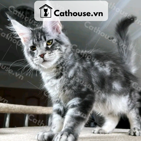 Mèo Maine Coon