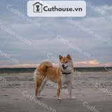  Chó Shiba Inu Màu Trắng Vàng 