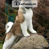  Chó Akita Inu Màu Trắng Đen 