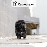  Chó Poodle Màu Black 