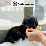  Chó Labrador Màu Black 