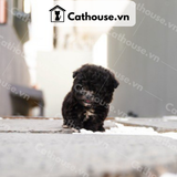  Chó Poodle Màu Black 