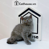  Mèo Anh Lông Ngắn Màu Xám Xanh - ALN01168 