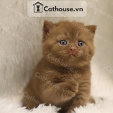  Mèo Anh Lông Ngắn Màu CINNAMON - ALN15164 