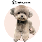  Cắt tỉa chó Poodle mặt tròn - Kiểu Teddy Bear 