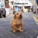  Chó Golden Retriever Màu Vàng Đậm 