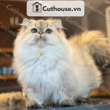  Mèo Munchkin Màu Silver - ALN17144 