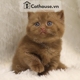  Mèo Anh Lông Ngắn Màu CINNAMON - ALN15164 