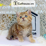  Mèo Anh Lông Dài Màu Golden Tabby - ALN14130 