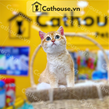  Mèo Anh Lông Ngắn Màu Golden - ALN09155 