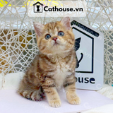  Mèo Anh Lông Dài Màu Golden Tabby - ALN14130 