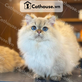  Mèo Munchkin Màu Silver - ALN17144 