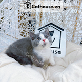  Mèo Munchkin Màu Bicolor- ALN17118 
