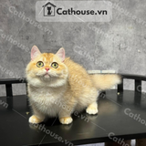  Mèo Munchkin Màu Golden - ALN17149 