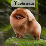  Chó Phốc Sóc ( Pomeranian ) Màu Orange  - CPS0112 