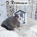  Mèo Munchkin Màu Bicolor- ALN17118 
