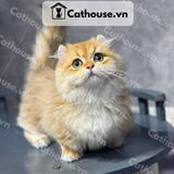  Mèo Munchkin Chân Ngắn Màu Golden  - ALN17127 