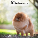  Chó Phốc Sóc ( Pomeranian ) Màu Orange  - CPS0112 