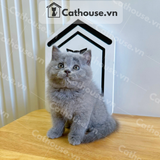  Mèo Anh Lông Ngắn Màu Xám Xanh - ALN01163 