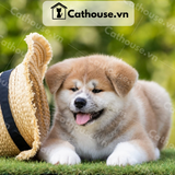  Chó Akita Inu Màu Vàng Trắng 