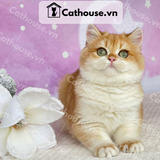  Mèo Munchkin Màu Golden - ALN17145 